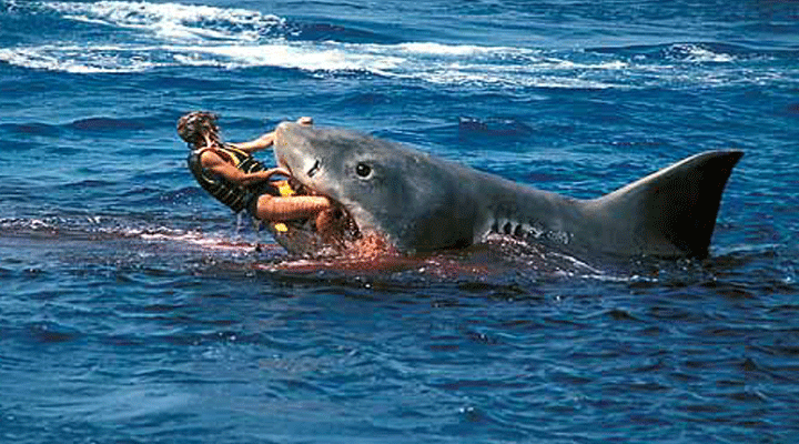 нападения акул на людей фотографии.